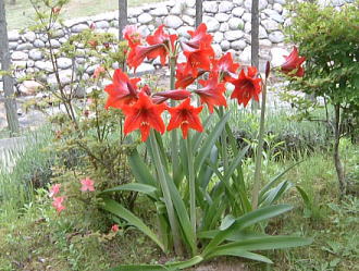 日山ホームの交流 脊振の植物 夏