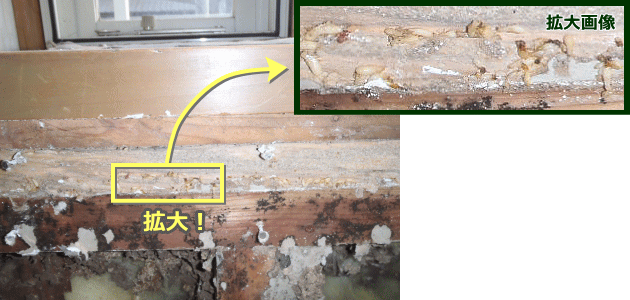 壁紙をはがしたらシロアリ発見
